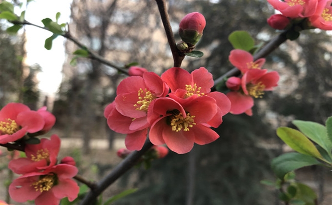 花開枝頭已是春