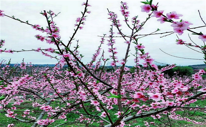 疫后春光依舊在，映日桃花別樣紅。---何建民