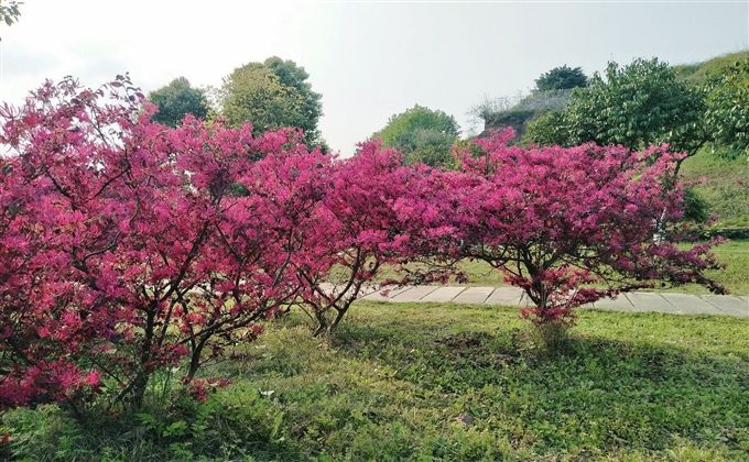 又到烏木苑，已隔數(shù)十天，滿園青草綠，碧空春陽艷---何建民