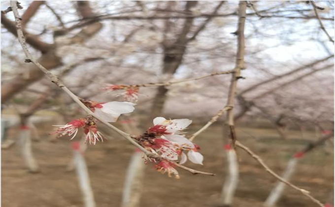 礦花爛漫