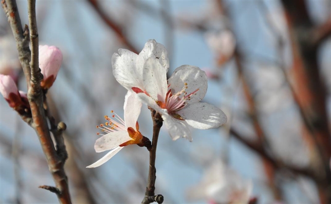 春暖花開