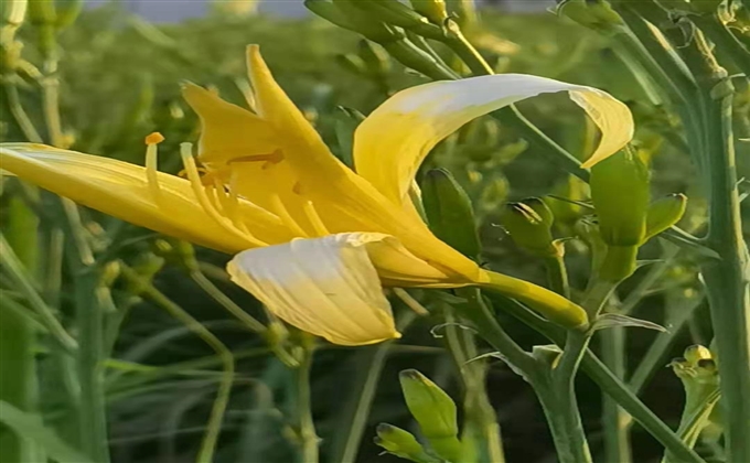 黃花菜花開