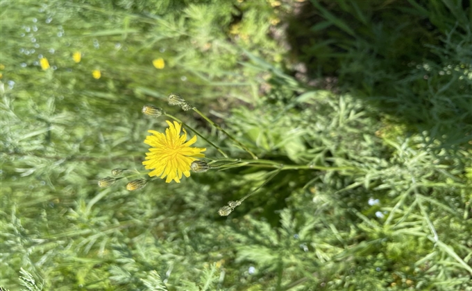 礦花浪漫