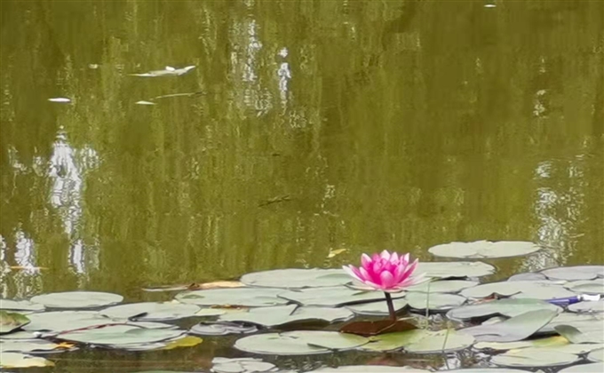 浮蓮花開