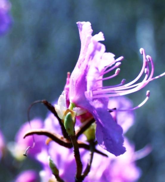 范景儀：杜鵑花