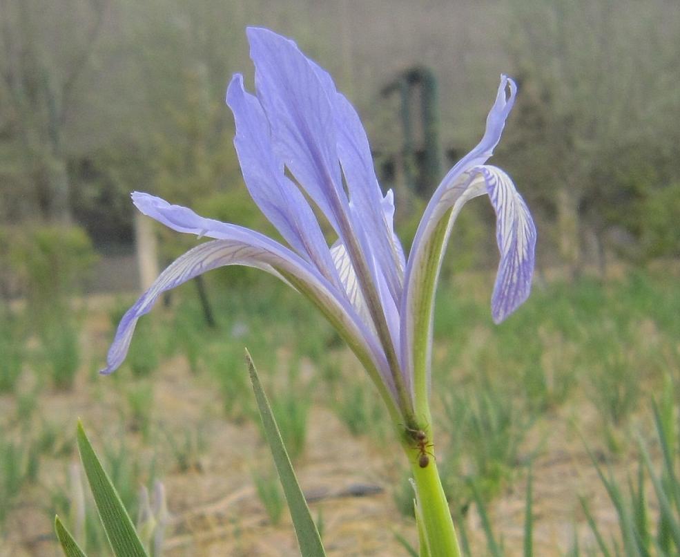 螞蟻賞花 楊菊花攝影作品