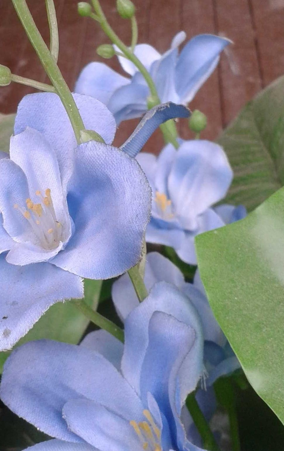 蘭花花 任愛(ài)英攝影作品