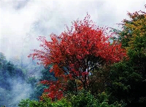 遠山紅葉 何建民攝影作品