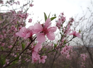 《桃花壓枝笑春風(fēng)》 作者：萬祖波