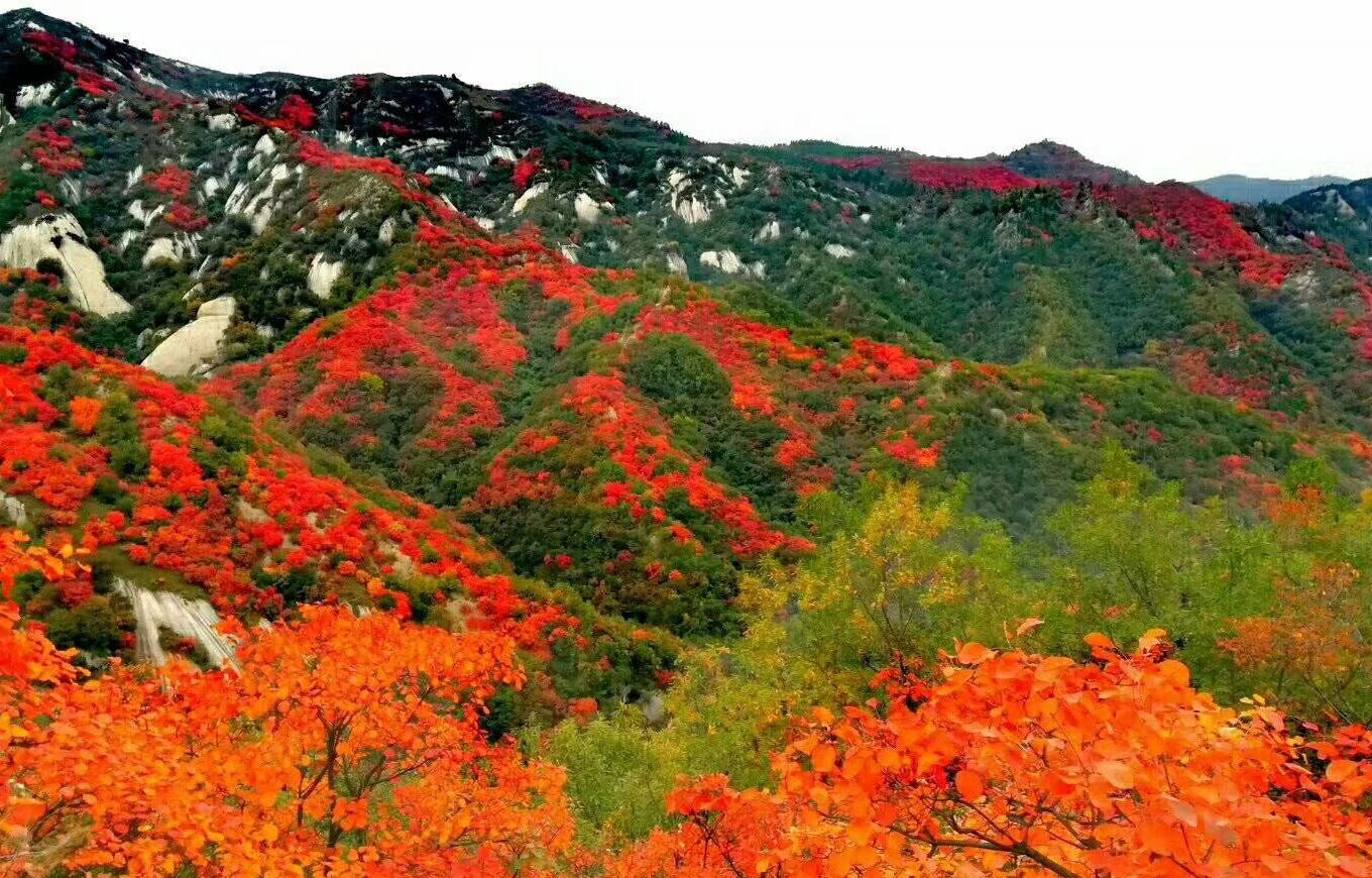 山花爛漫