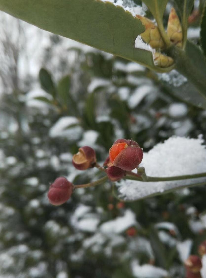 雪中花