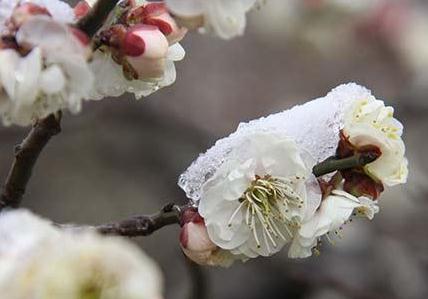 雪花.