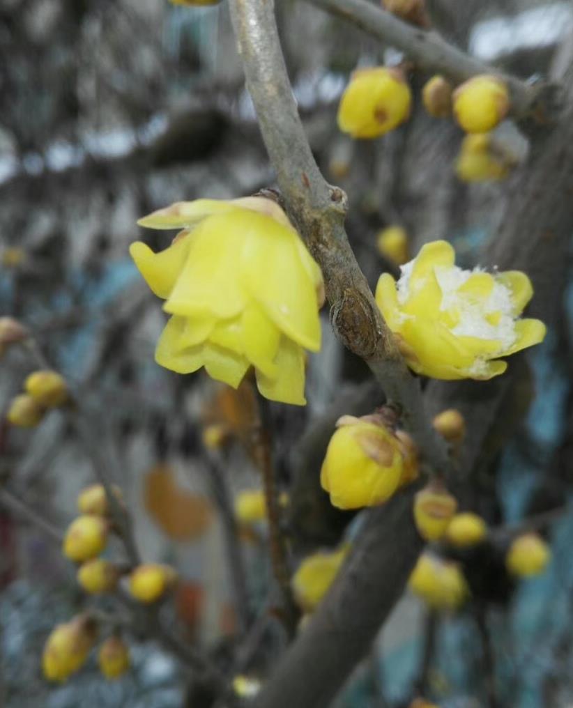 雨雪過(guò)后