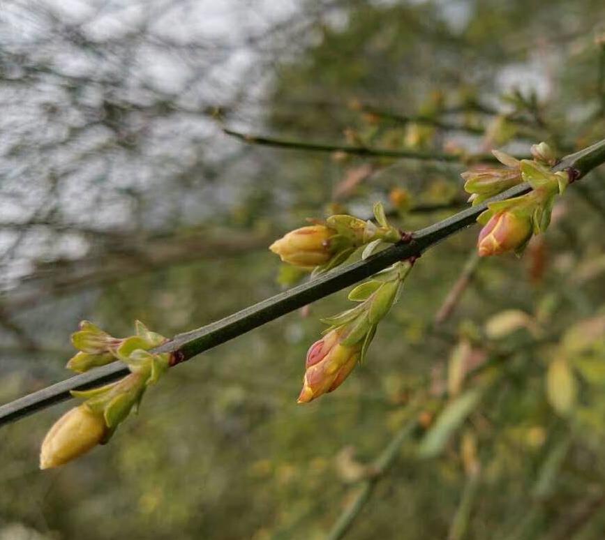 南方春早 迎春花開(kāi)