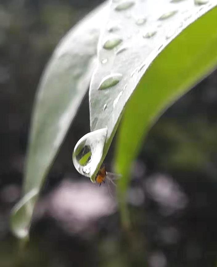 雨滴-趙恩祥