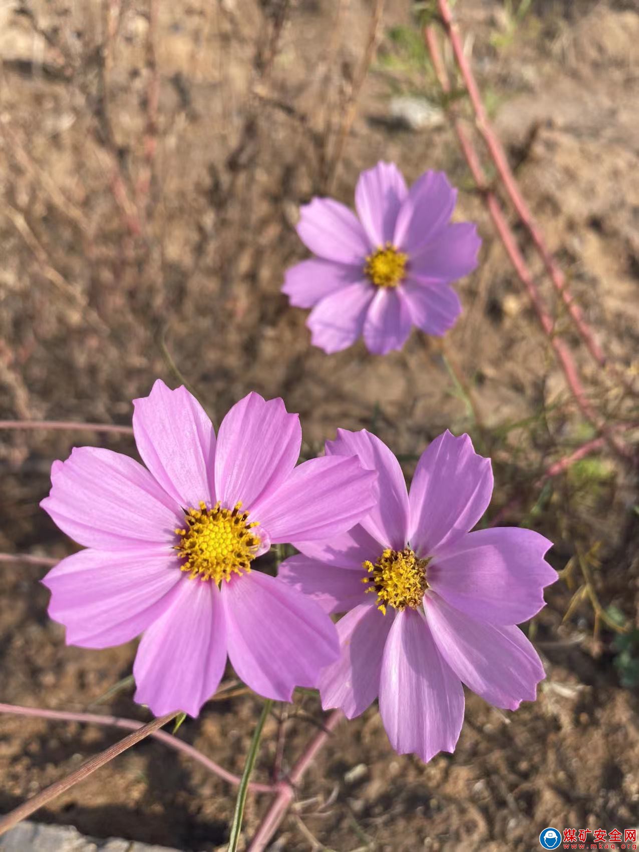 冬日里的大波斯菊