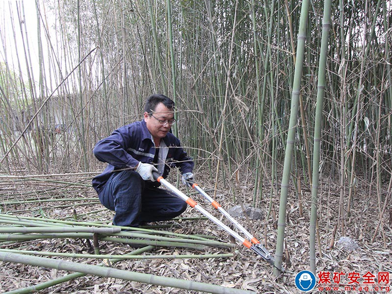 任樓煤礦綠化在行動，修剪升顏值