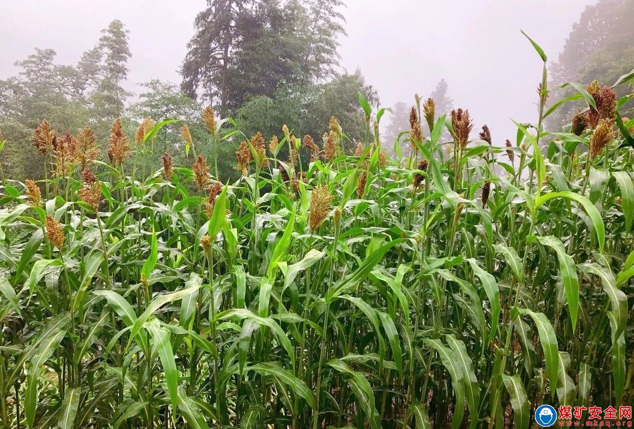 檸條塔礦業(yè)公司：土酒香飄 雪霽秦嶺